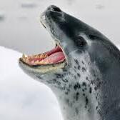 Team Page: Gaskins Sea Leopards